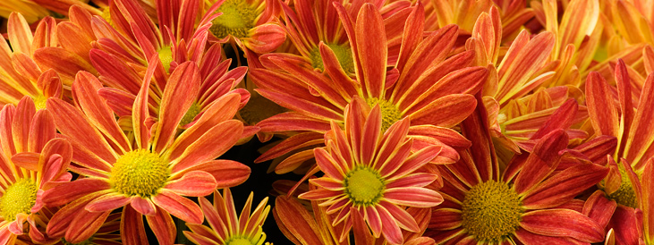 Gallery For gt; Fall Flowers Wallpaper
