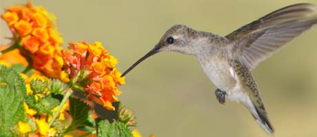 Lantana