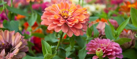 Zinnia