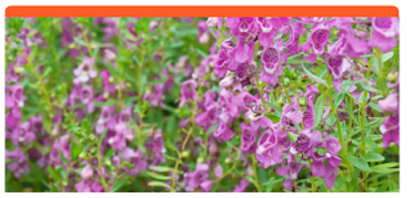 Angelonia