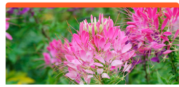 Cleome