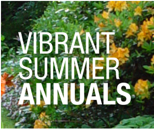 Vibrant Summer Annuals