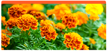 Marigold