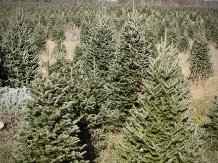 Make Your Christmas Tree Last Through The Holidays at Menards