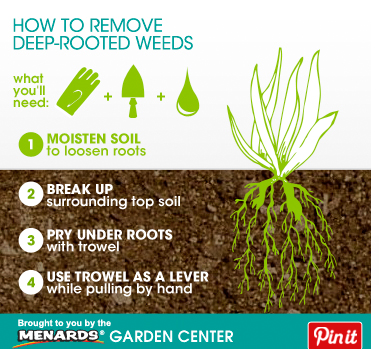 How to Remove Deep-Rooted Weeds