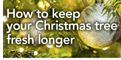 how to keep your christmas tree fresh longer how to keep your christmas tree fresh longer