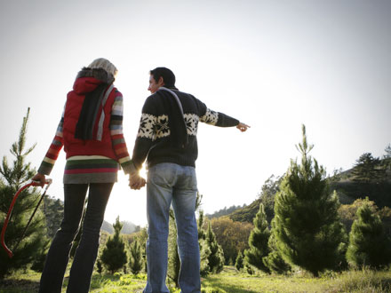 picking the perfect fresh cut christmas tree at menards picking the perfect fresh cut christmas tree at menards