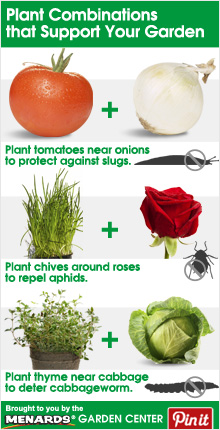 Plant Combinations that Support Your Garden