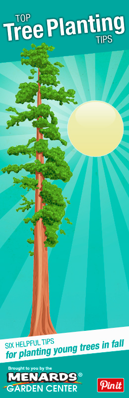 Top Tree Planting Tips