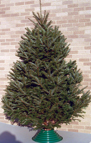 Fresh-cut Balsam Fir Christmas Tree At Menards速 - Fresh-cut Balsam Fir Christmas Tree At Menards速