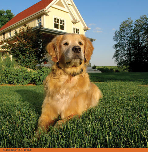 SportDOG YardTrainer 105S 100-yd Stubborn Dog Training ...