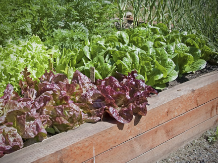 Raised garden bed kits menards